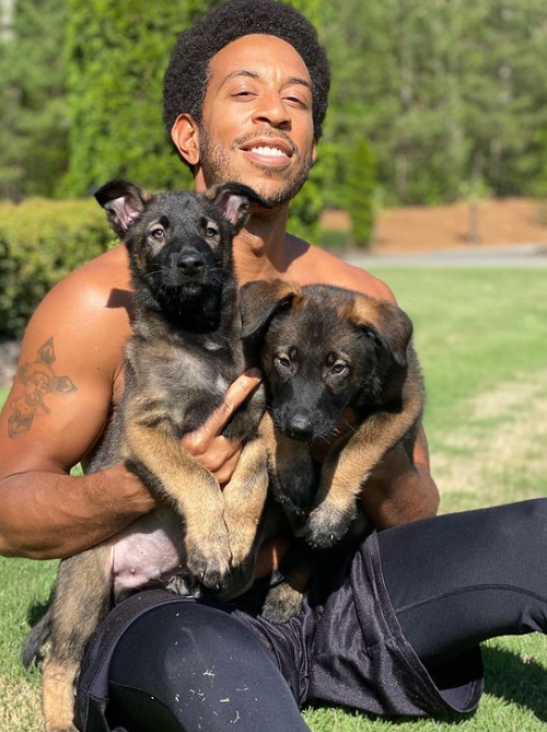 Ludacris perro